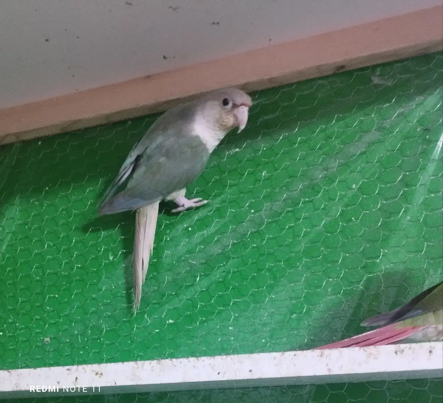 گرینچیک فنچ کوتوله طوطی|پرنده|تربت جام, بیست متری منبع آب|دیوار