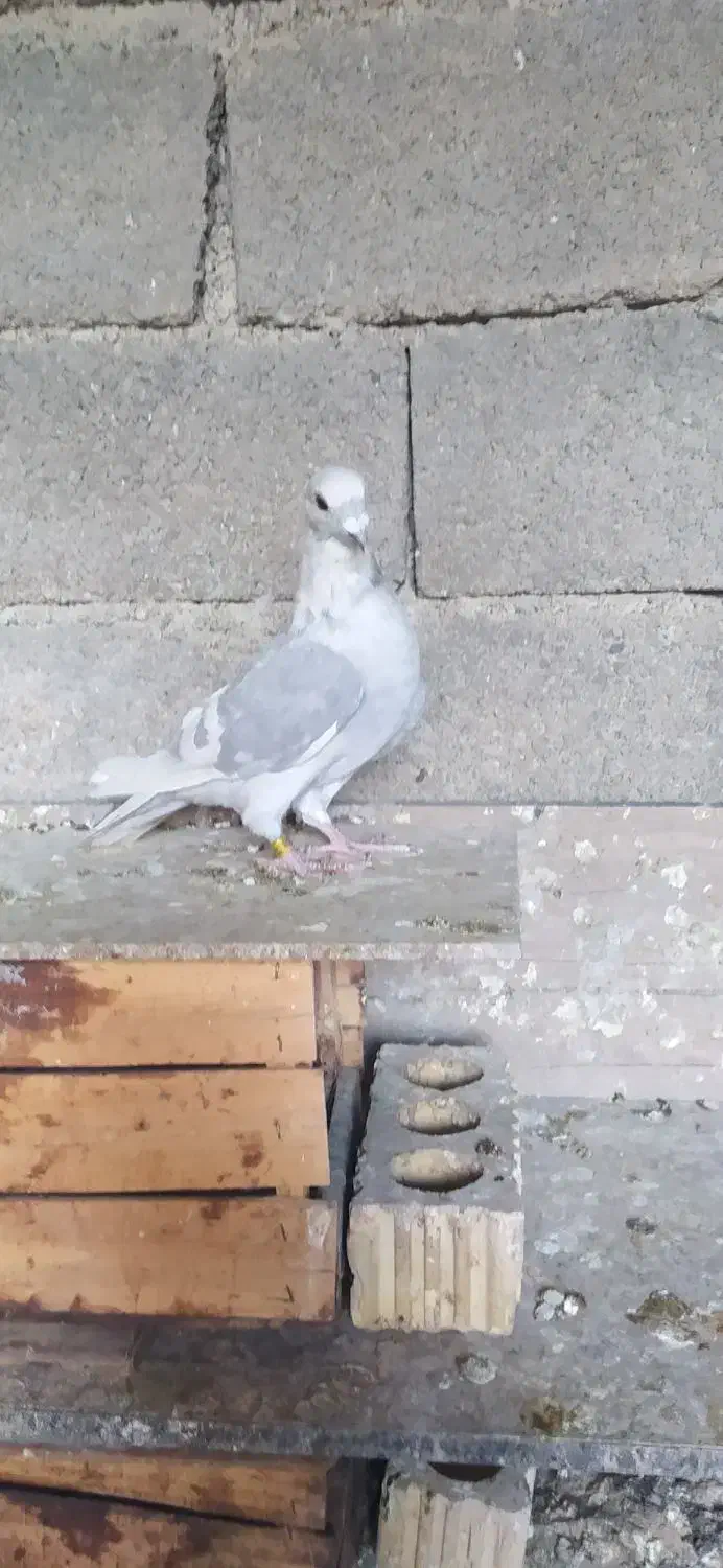 کبوتر|پرنده|وحدتیه, |دیوار