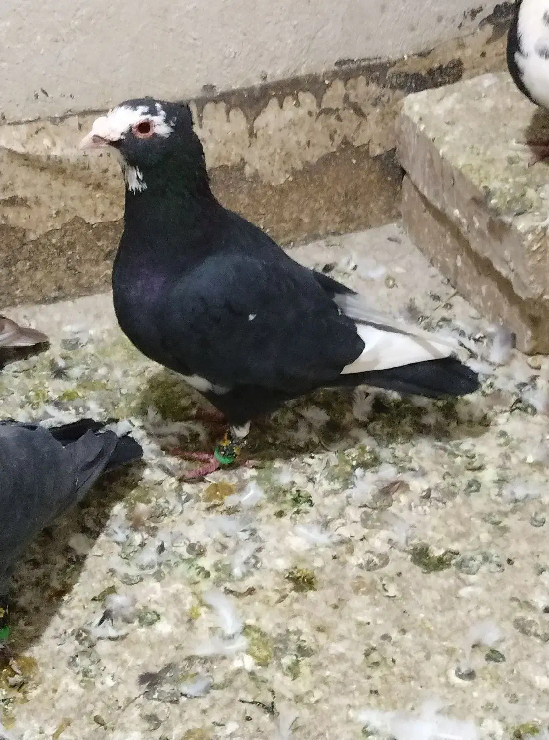 کبوتر قلدر وخوشکل|پرنده|تربت‌حیدریه, شهرک ولیعصر|دیوار