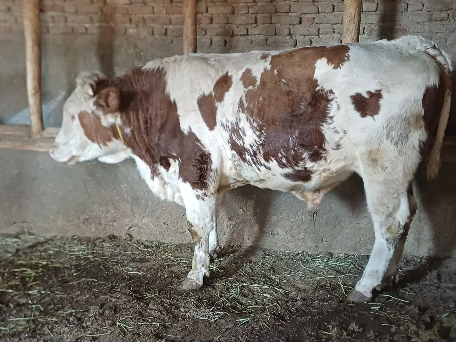 گوساله سیمینتال نر|حیوانات مزرعه|بکتاش, |دیوار