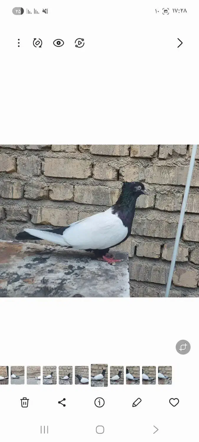 کفتر کبوتر ماده|پرنده|شیراز, شهرک پرواز|دیوار