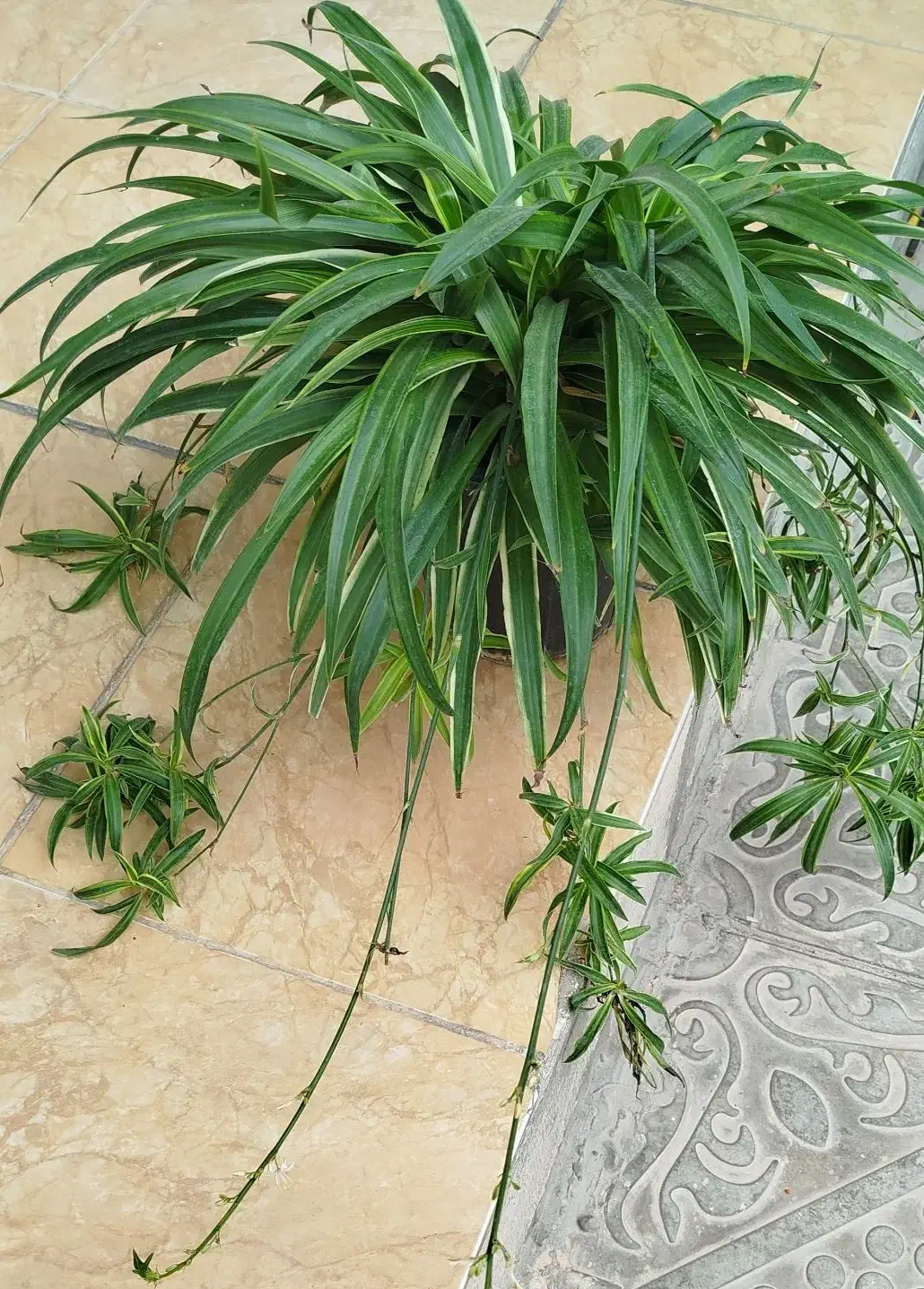 گل و گیاه|گل و گیاه طبیعی|فولادشهر, B6|دیوار