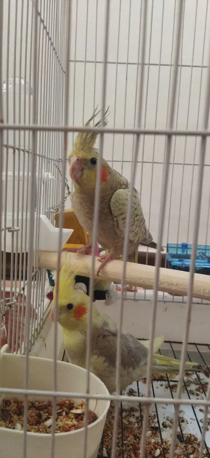 یک جفت عروس هلندی|پرنده|رشت, معلولین|دیوار