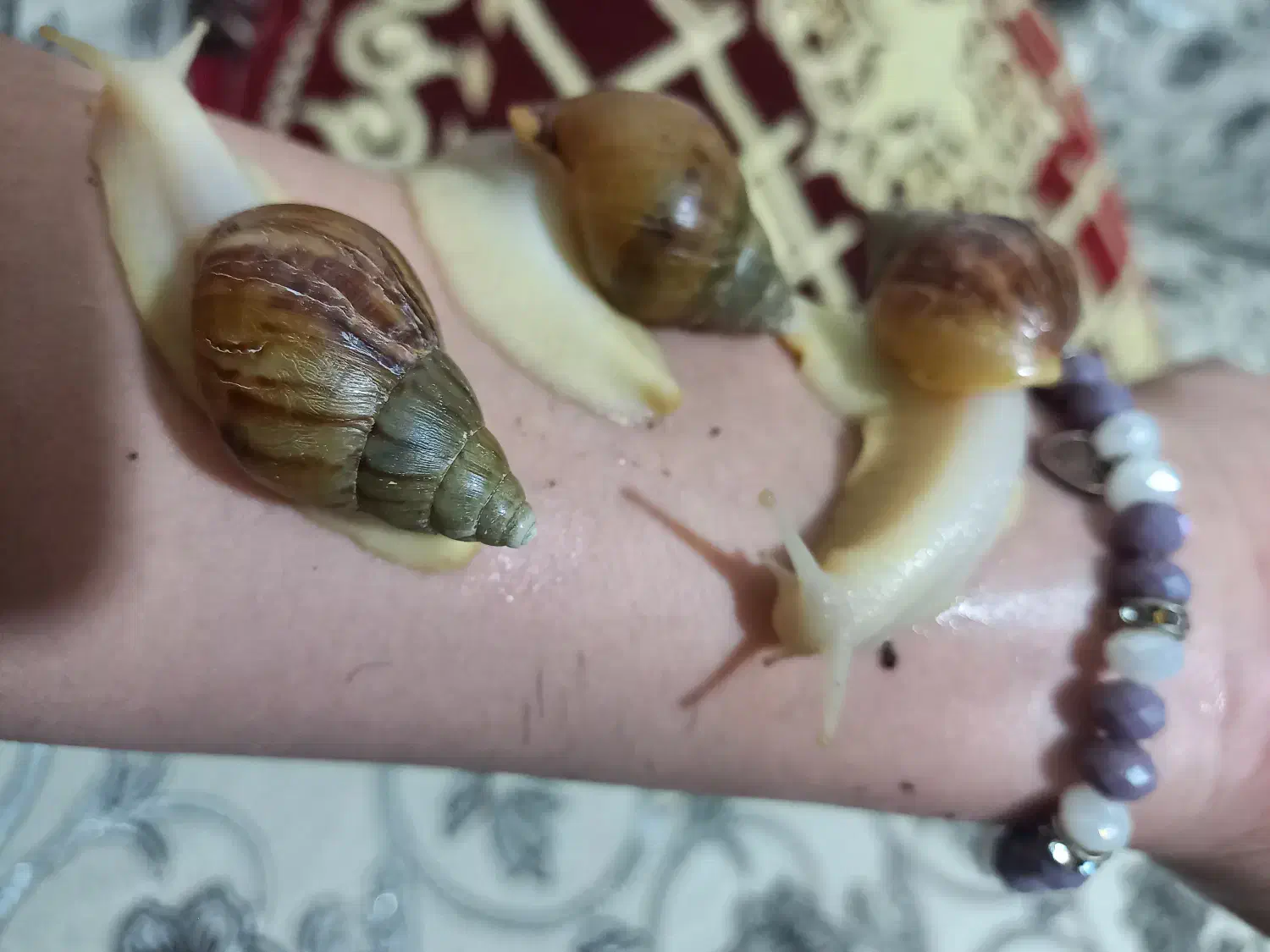 حلزون|خزنده|شیراز, صدا و سیما|دیوار