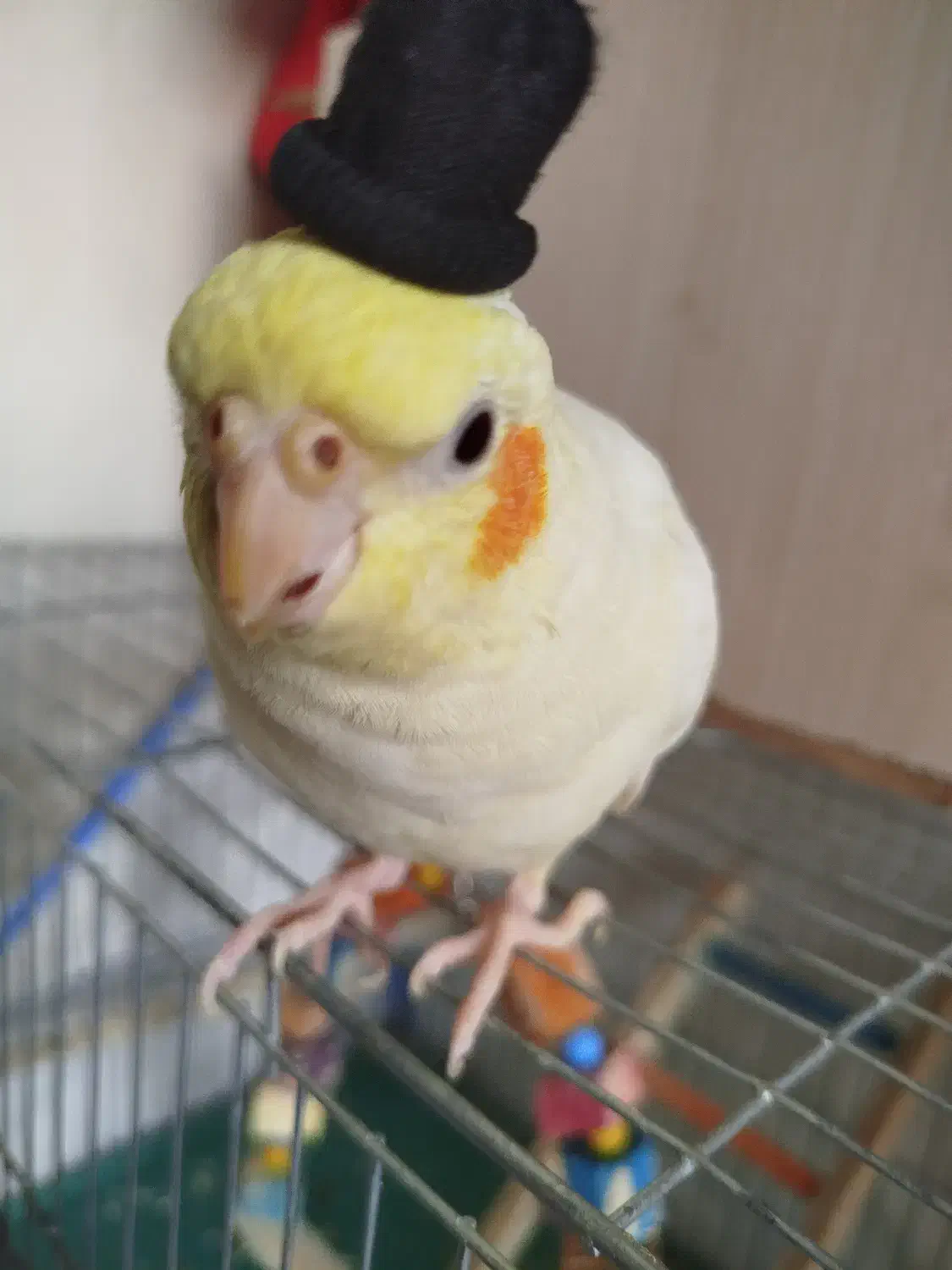 عروس هلندی ماده لوتینو|پرنده|مبارکه, |دیوار