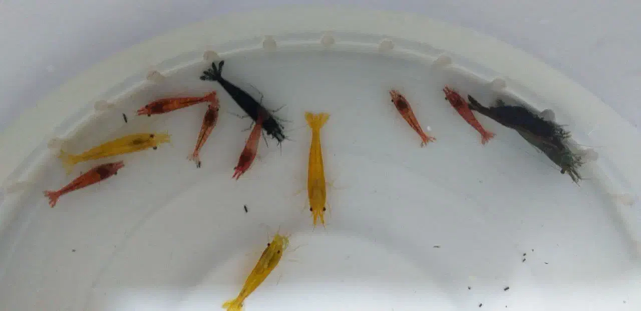 میگو زینتی|ماهی|ملایر, |دیوار