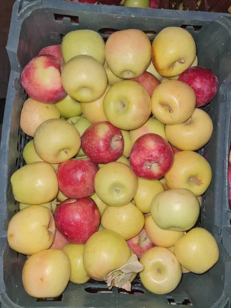 سیب درختی زرد و قرمز|خوردنی و آشامیدنی|شیراز, کاراندیش|دیوار