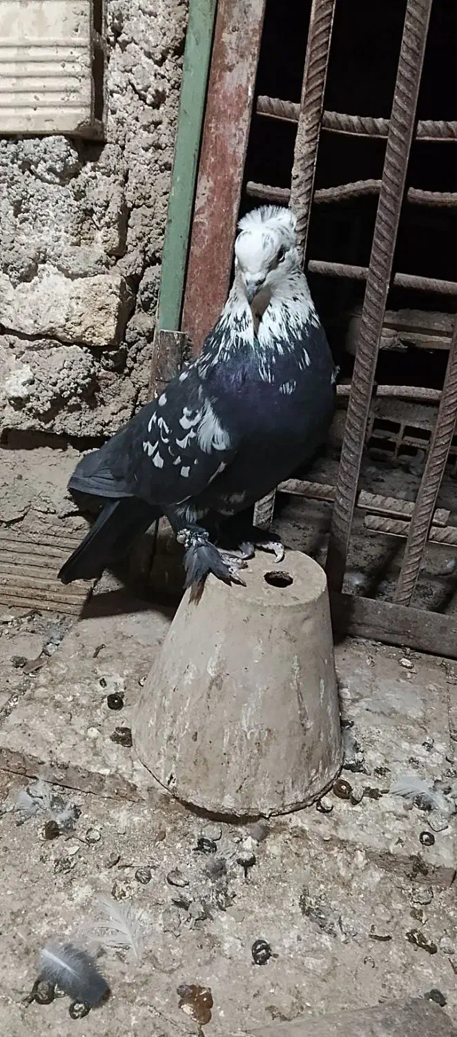 دوتا نر کله برنجی|پرنده|کیار, |دیوار