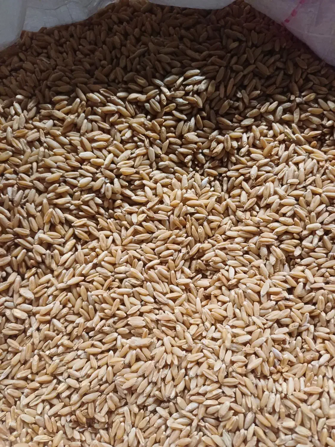 گندم دیمی|گل و گیاه طبیعی|روانسر, |دیوار