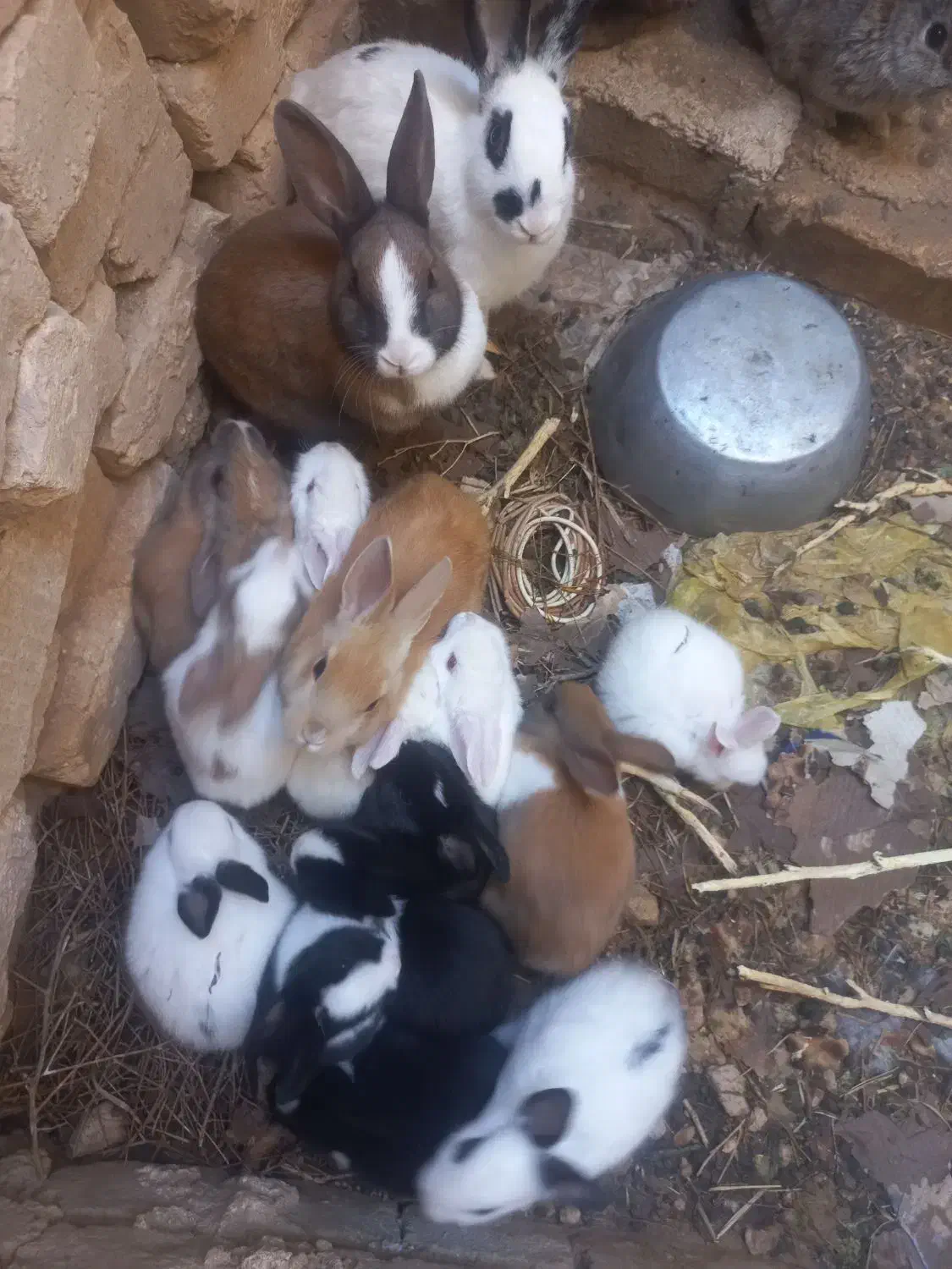 خ ر گو ش|موش و خرگوش|فیروزآباد (فارس), |دیوار