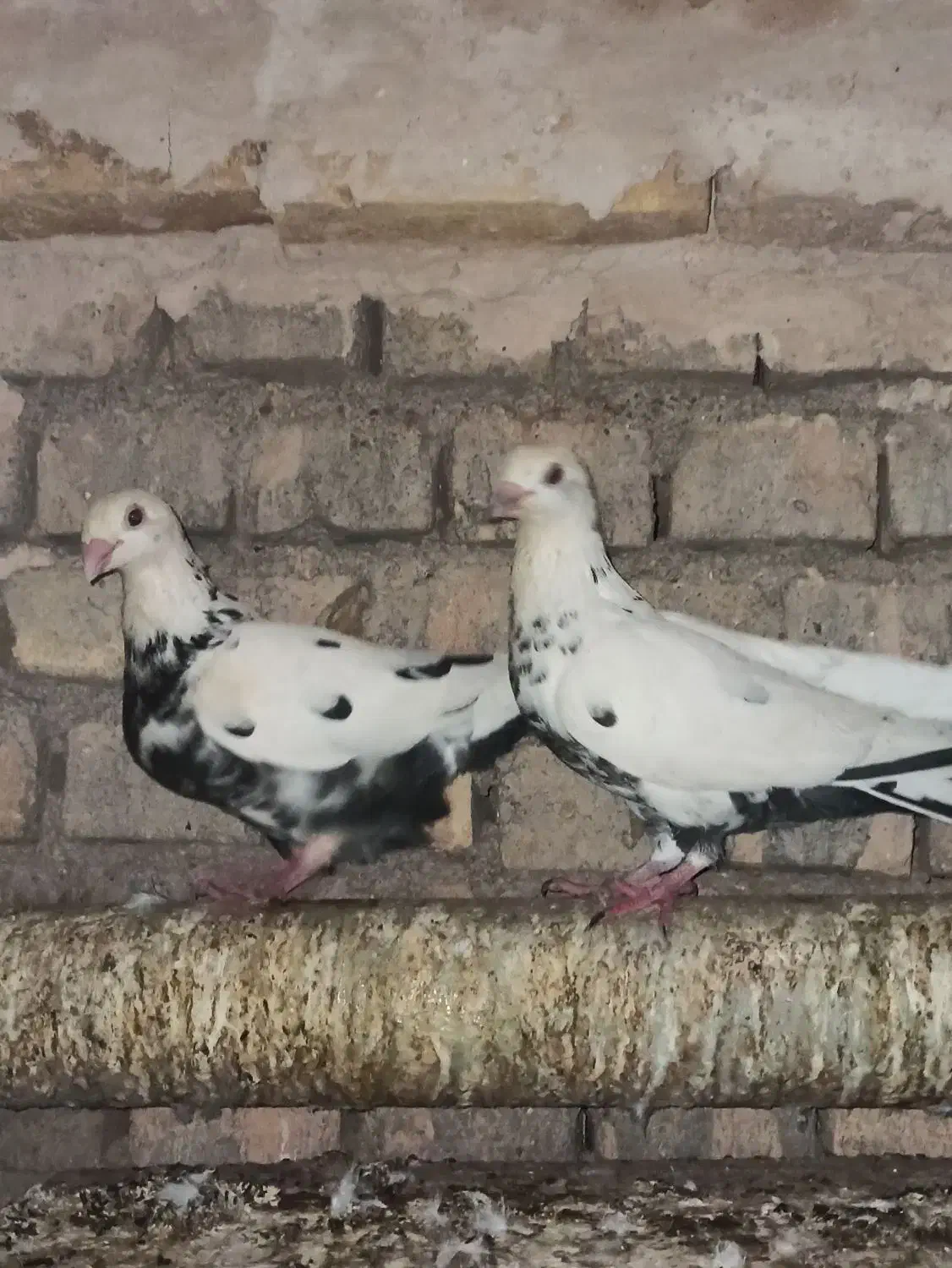 کفتر/کبوتر فروشی اردکان|پرنده|اردکان, |دیوار