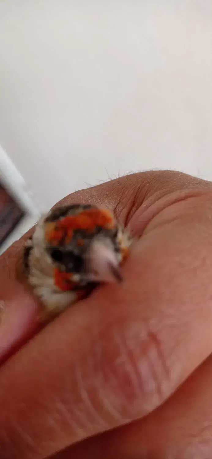 گاوصندوق دوطبقه ۵تومان وجوجه گلبسر وجوجه سهره|پرنده|نورآباد, |دیوار