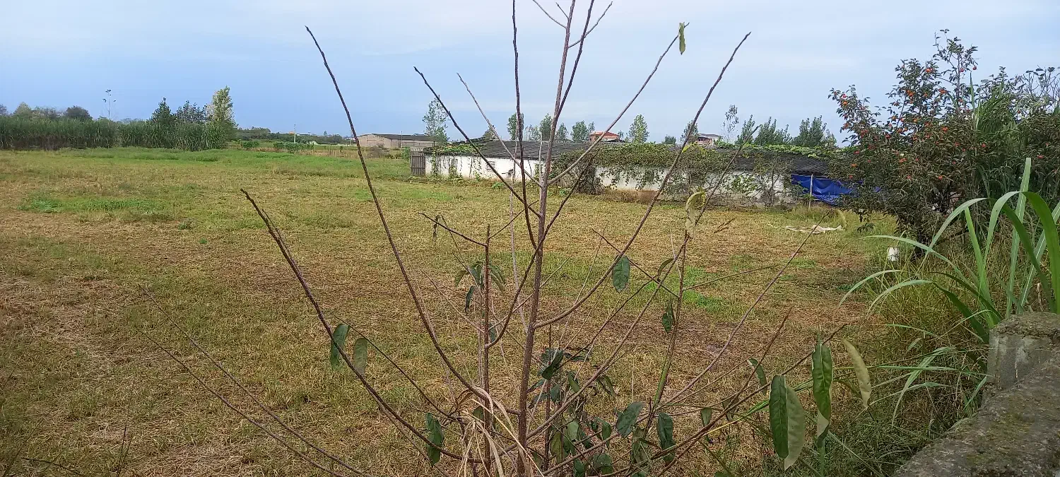 فروش زمین کشاورزی و سوله مرغداری|فروش زمین و ملک کلنگی|خوشرودپی, |دیوار