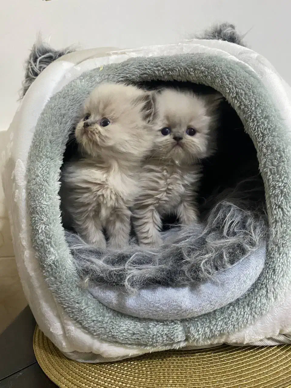 گربه|گربه|بجنورد, |دیوار