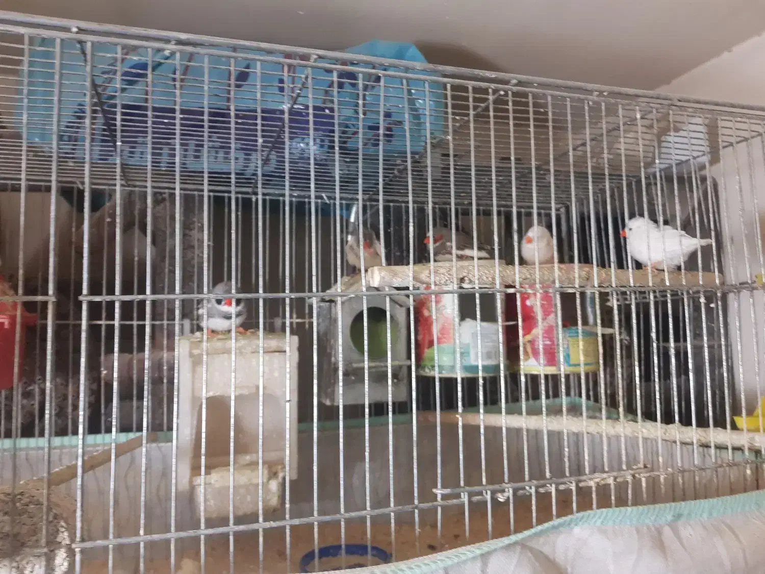 فنج|پرنده|قم, شاه سید علی|دیوار