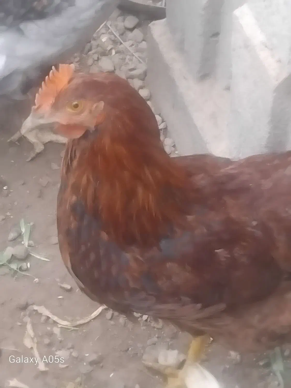 جوجه خروس|حیوانات مزرعه|نیشابور, دهنو|دیوار