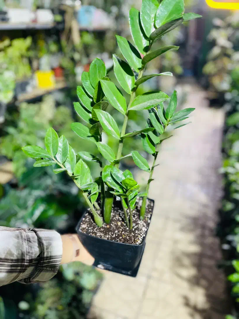 گل و گیاه طبیعی|گل و گیاه طبیعی|رودهن, |دیوار