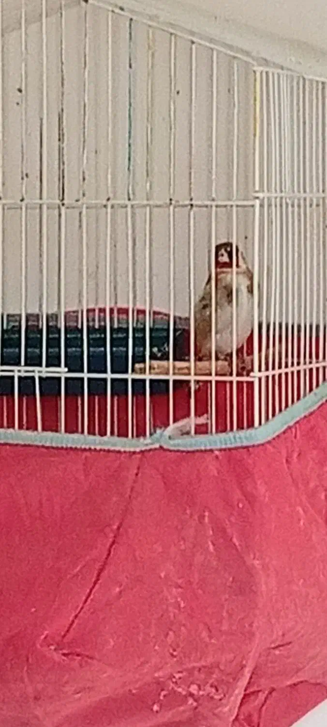 سهره|پرنده|مسجد سلیمان, |دیوار