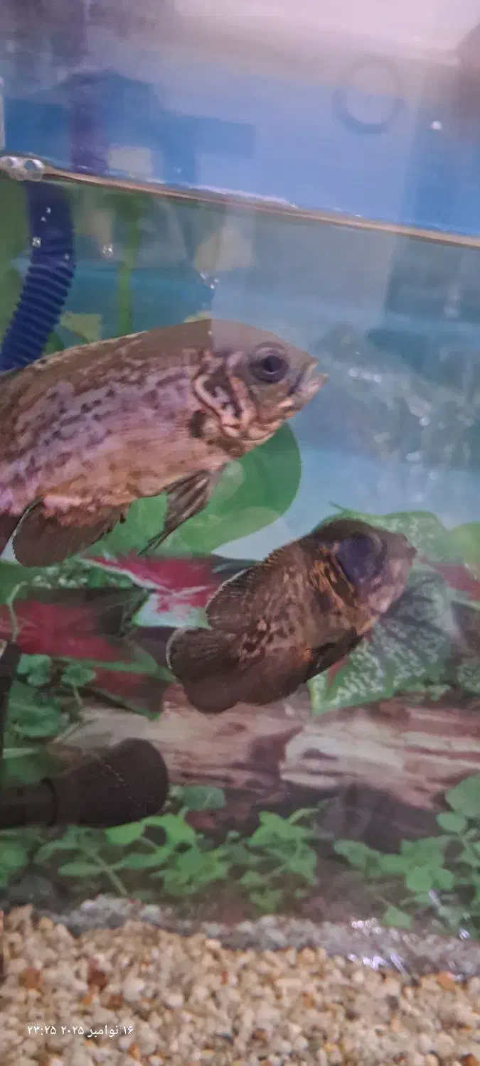 آکواریوم همراه ماهی سه عدد اسکار و کوسه|ماهی|ملایر, |دیوار