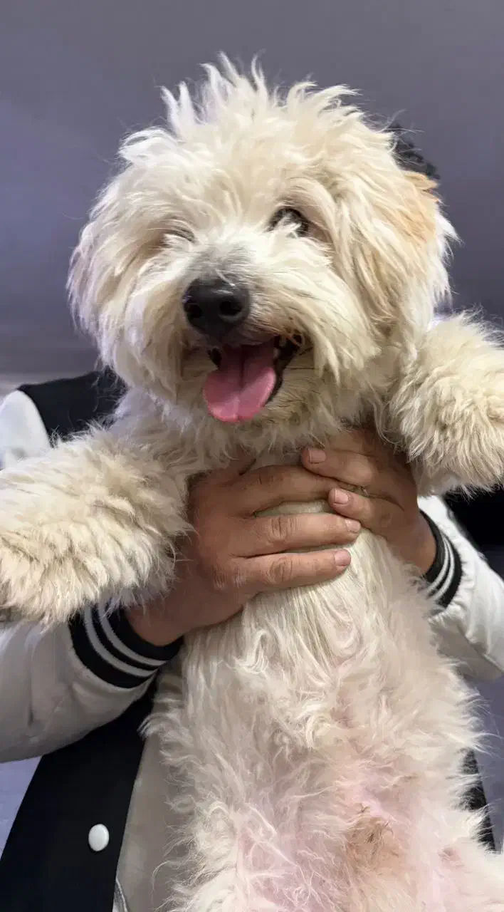 سگ نژاد ترکیبی شیتزو پودل بسیار جذاب و دوست داشتنی|سگ|تبریز, |دیوار