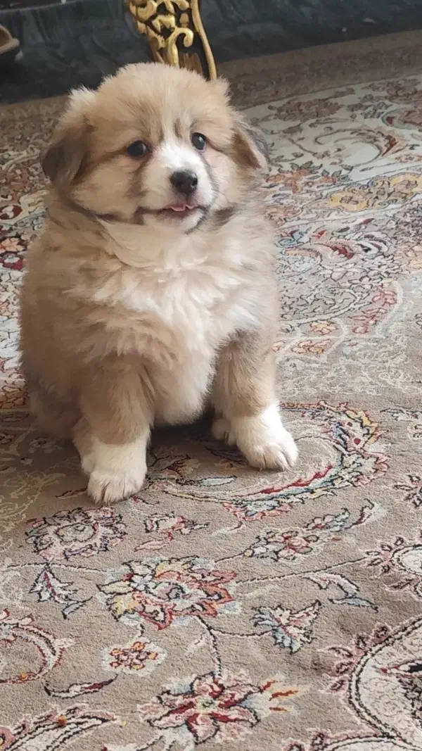 سگ میکس پامر خرسی و شی هوا هوا|سگ|اصفهان, ملکشهر|دیوار