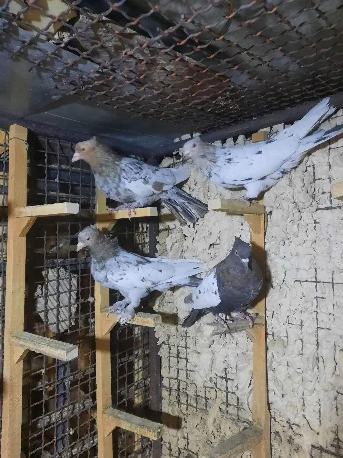 ۳تا سینه سرور ۱دونه یکت سفید|پرنده|شیراز, شهرک گلستان|دیوار