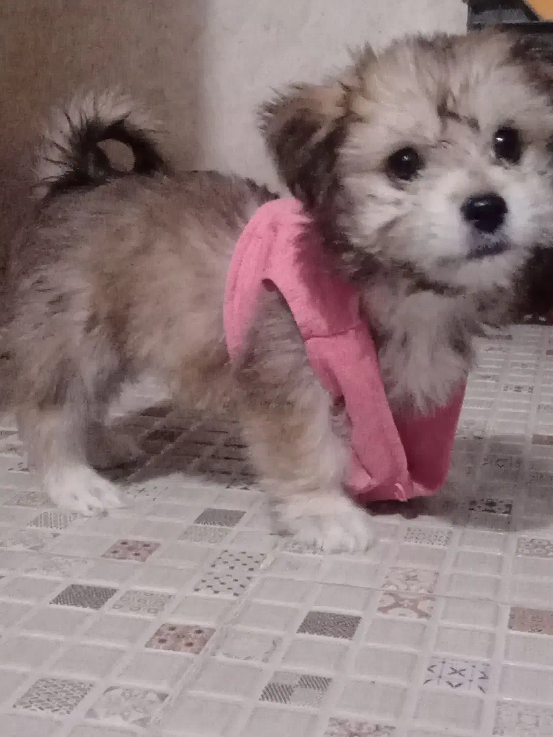 عروسک شیتزوکراس باهوش|سگ|مشهد, توس (بلوار توس)|دیوار