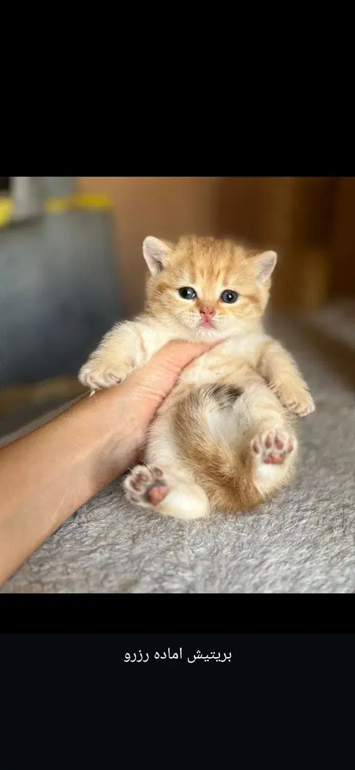 توله گربه بریتیش|گربه|شیراز, دکتر حسابی|دیوار