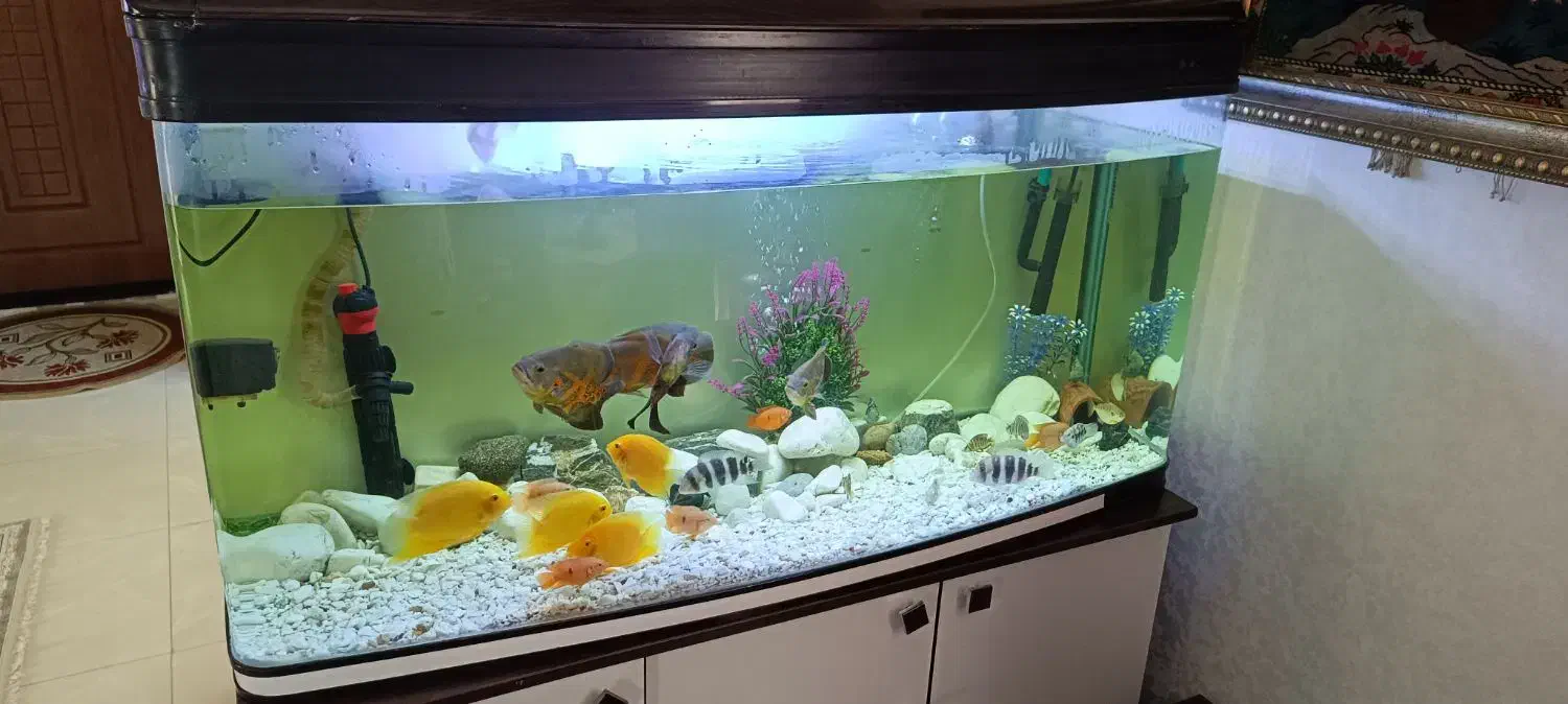 ماهی|ماهی|پردیس, فاز ۲|دیوار