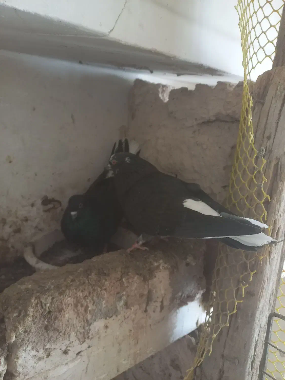 کبوتر|پرنده|پلدشت, |دیوار