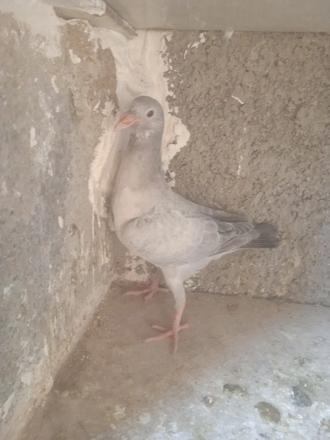 جوجه موقلف های بی عیب|پرنده|اقبالیه, |دیوار