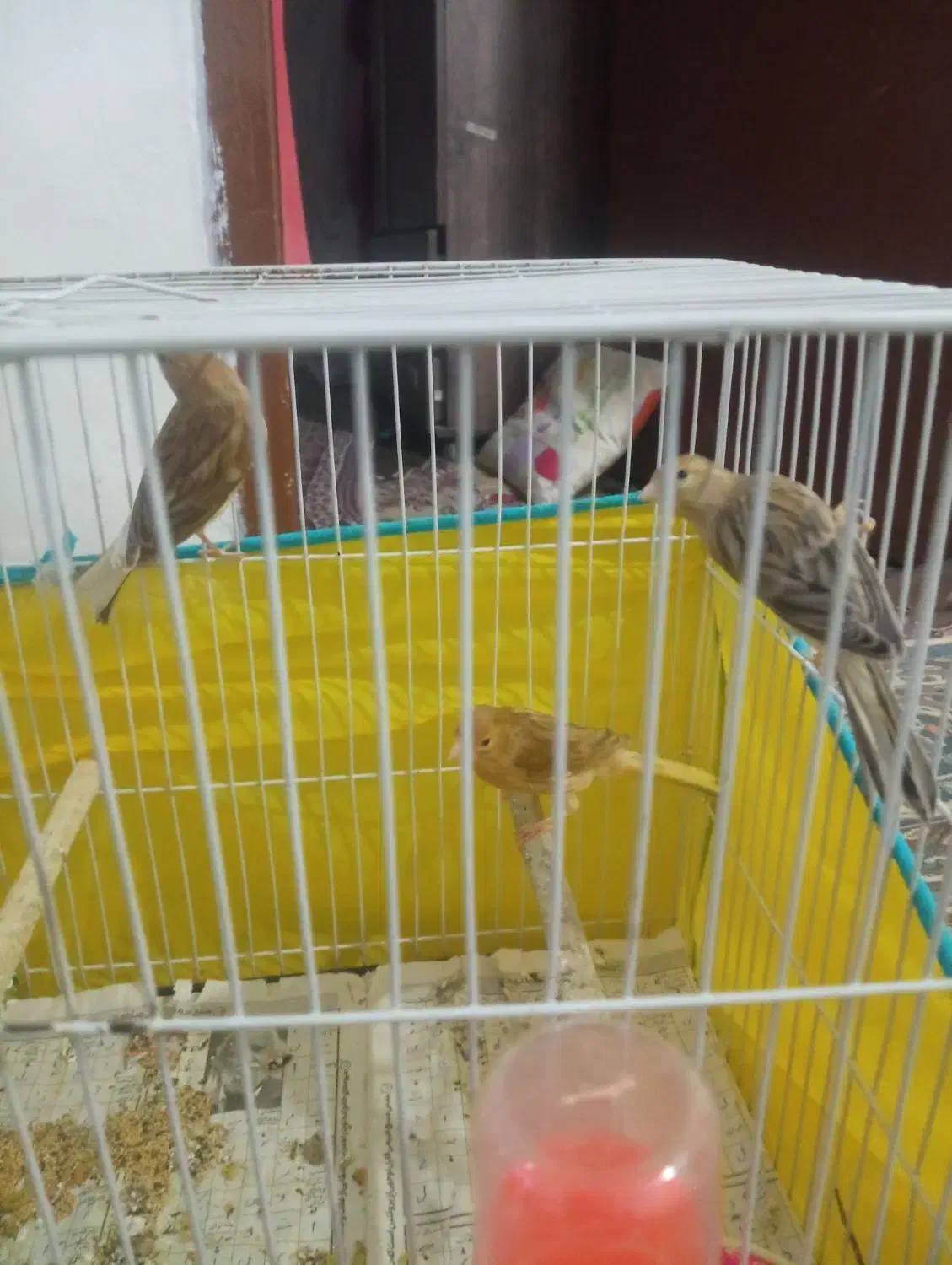 سلام 3تاجوجه قناری4ماه|پرنده|قوچان, |دیوار