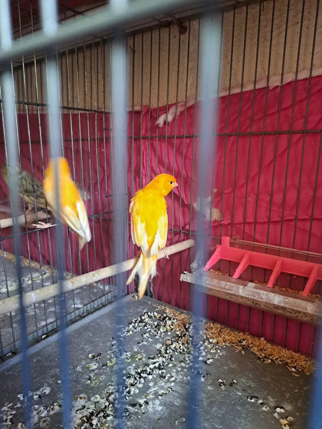 قناری پرتقالی نروماده|پرنده|پاکدشت, پاکدشت (مامازند)|دیوار