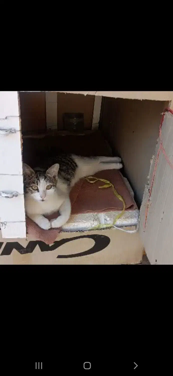 گربه گم شده در ابهر حوالی ثبت احوال کوچه خانصنمی|گربه|ابهر, |دیوار