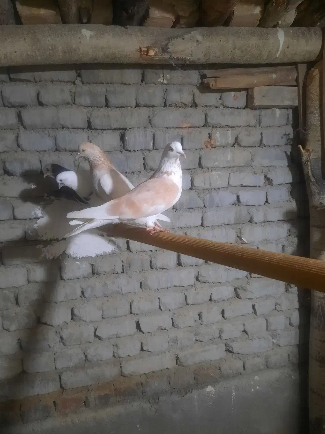 کفتر شازده،گرگی|پرنده|نوشین شهر, |دیوار