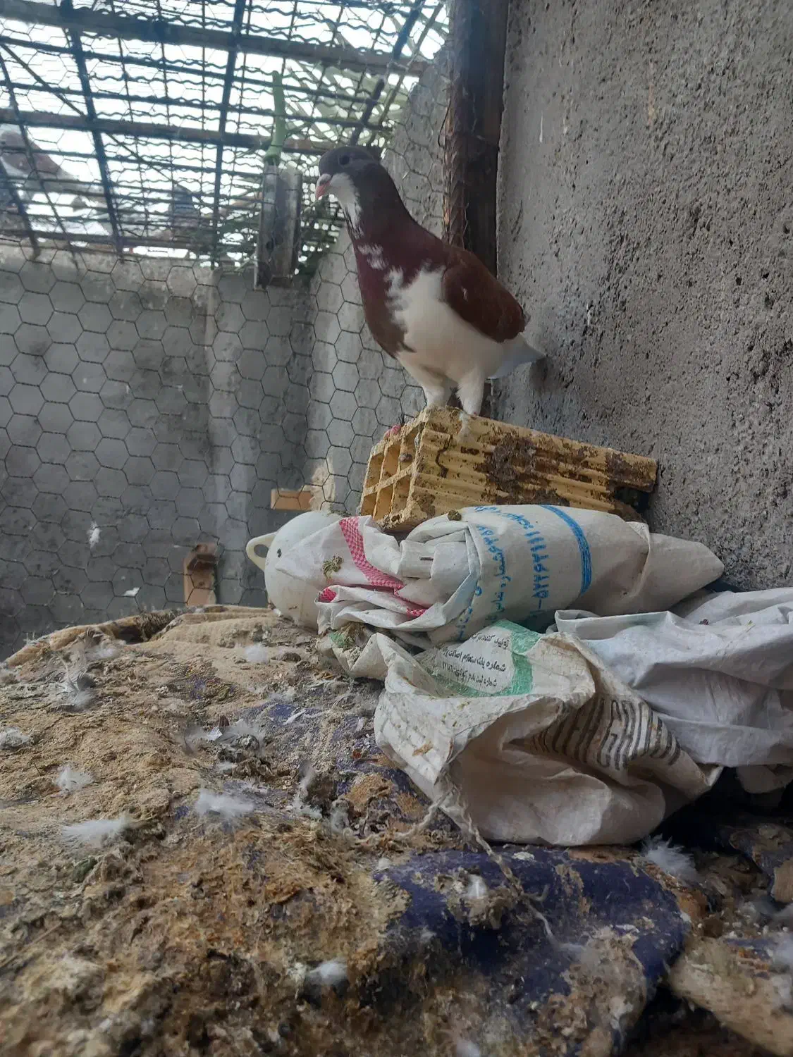 شیرازی بسته|پرنده|باوی, |دیوار