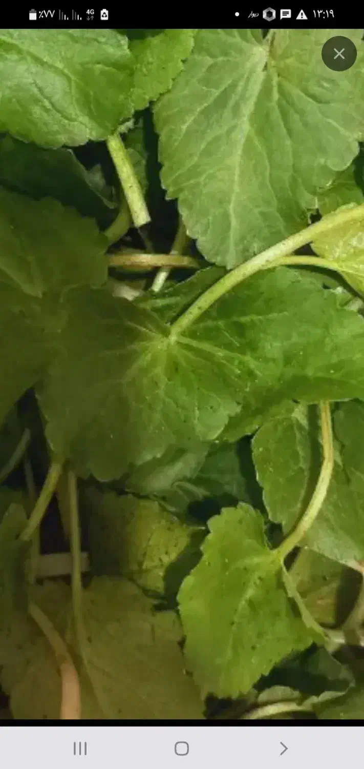 سبزیجات محلی|خوردنی و آشامیدنی|رشت, رودبارتان|دیوار