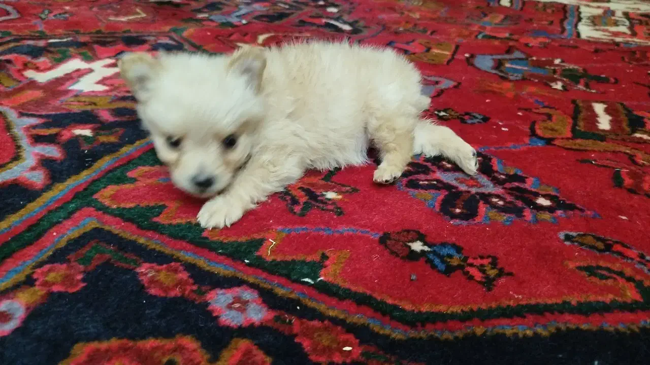 توله سگ پامر اشپیتز|سگ|تبریز, |دیوار