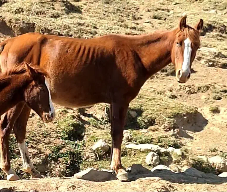اسب|اسب و تجهیزات اسب‌سواری|کرج, باغستان|دیوار