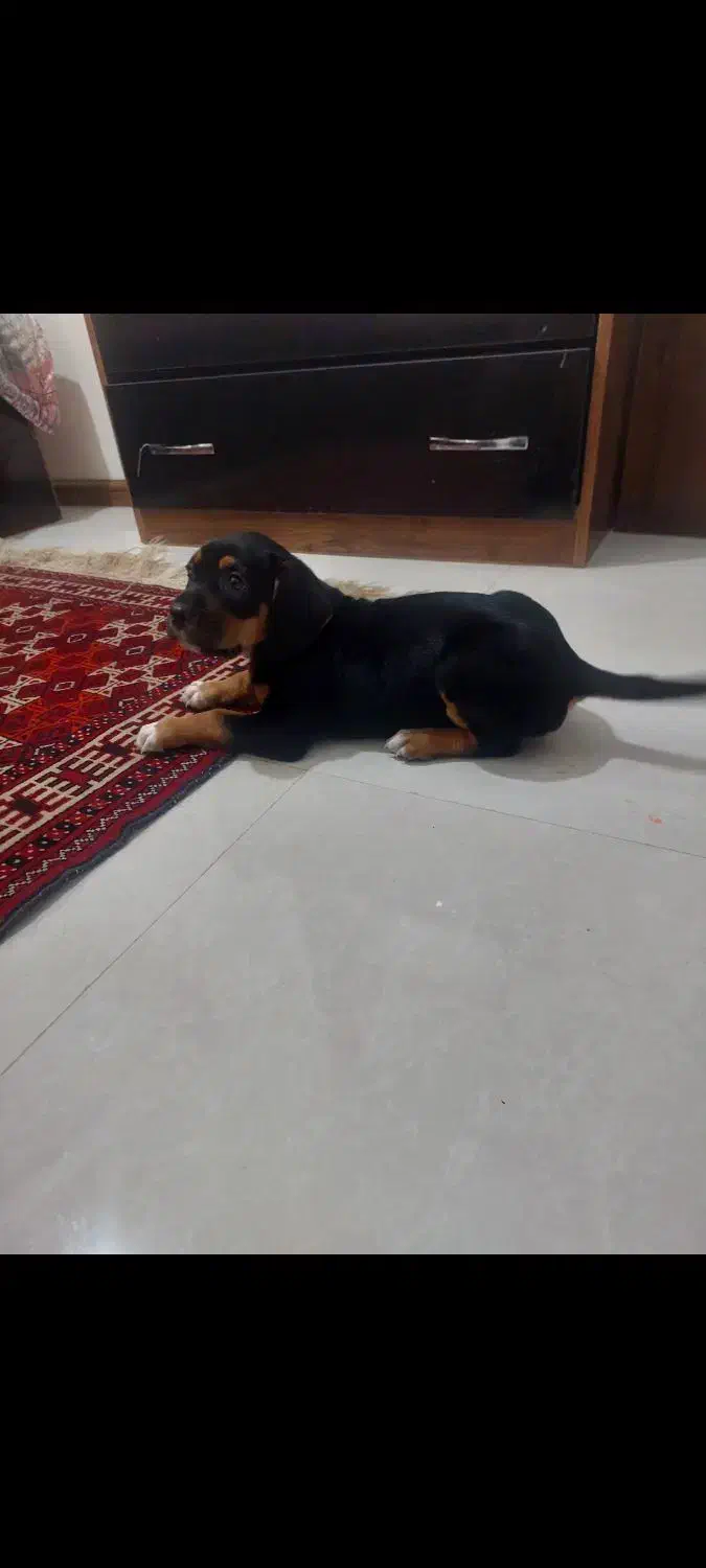 توله روتوایلر|سگ|تهران, افسریه شمالی|دیوار