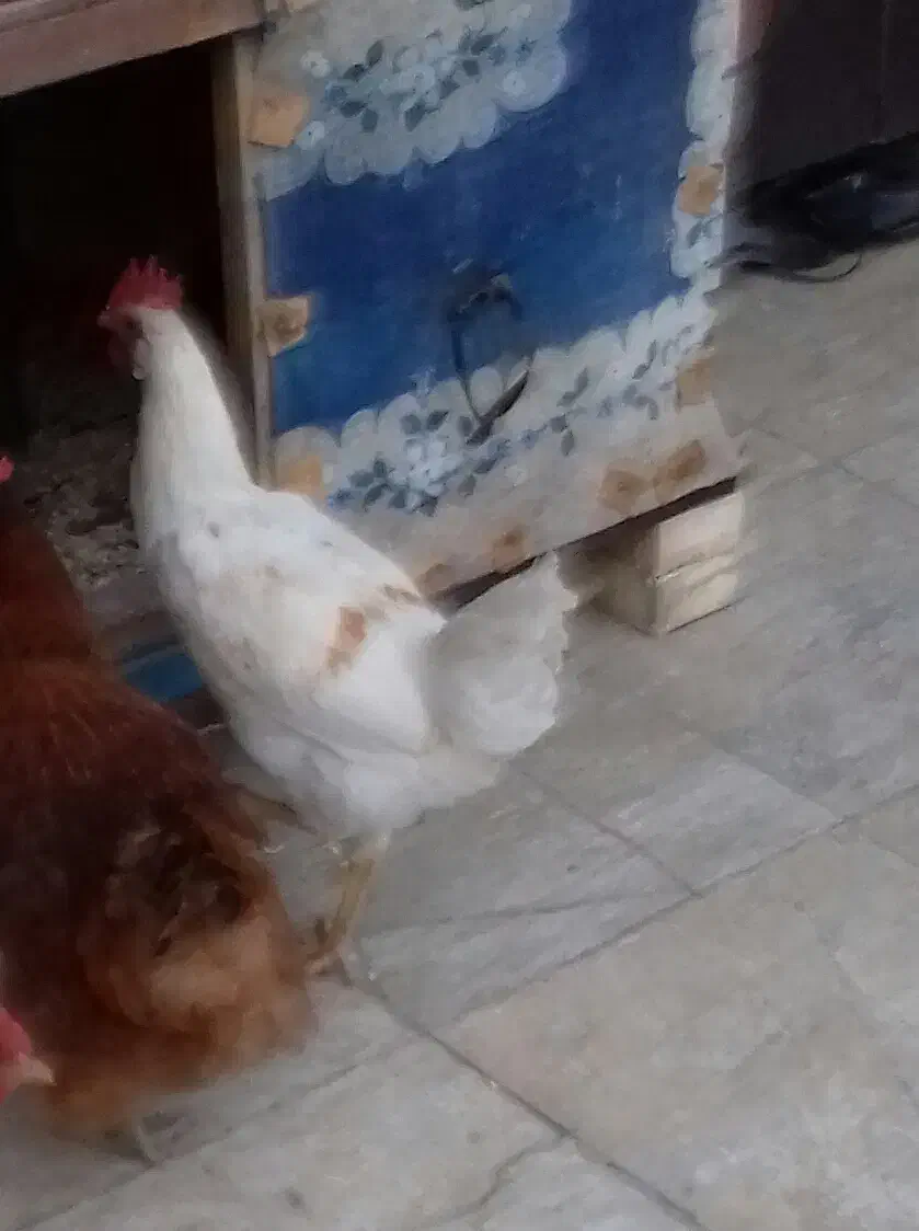 خورس معلی دورنگ سالم سرحال  جوان|حیوانات مزرعه|بومهن, |دیوار