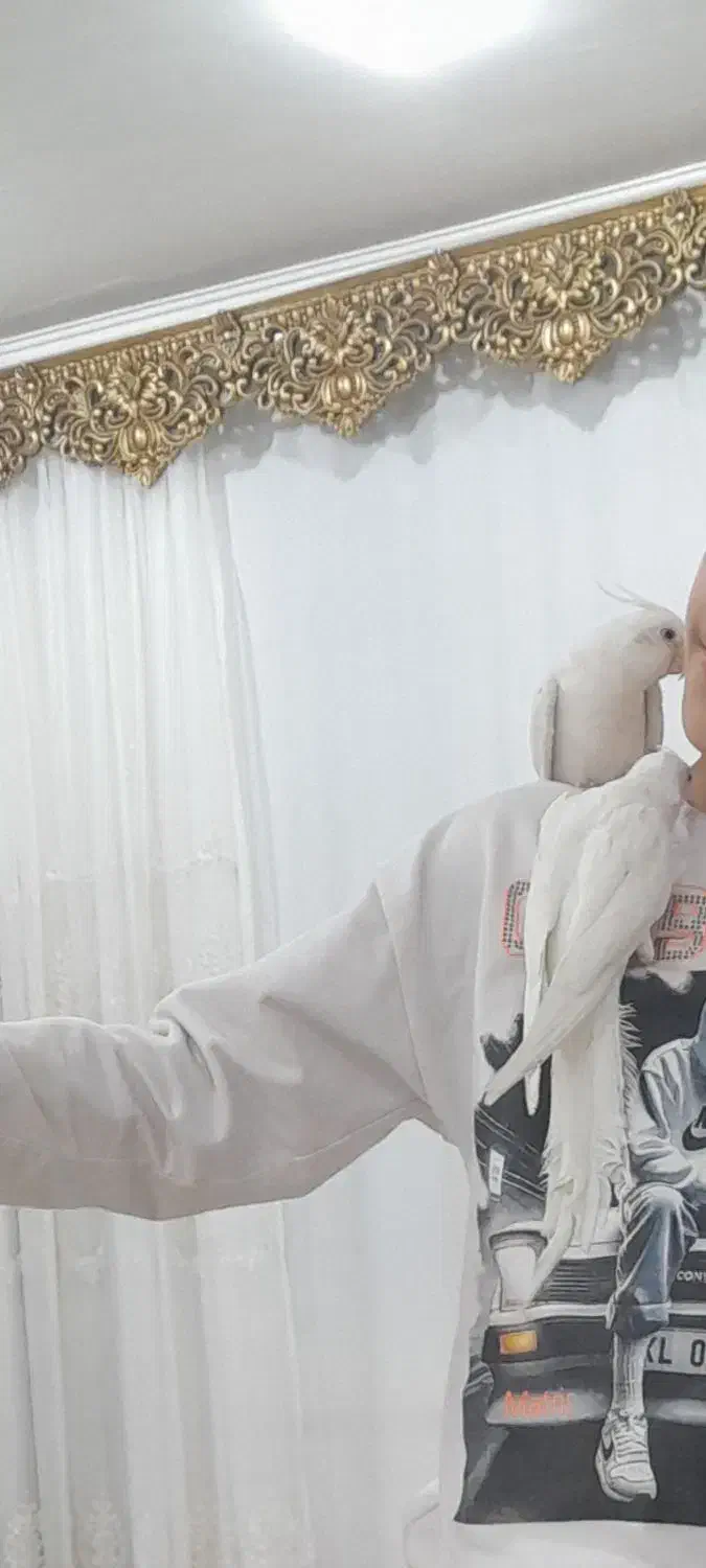 طوطی عروس هلندی گم شده|پرنده|بانه, |دیوار