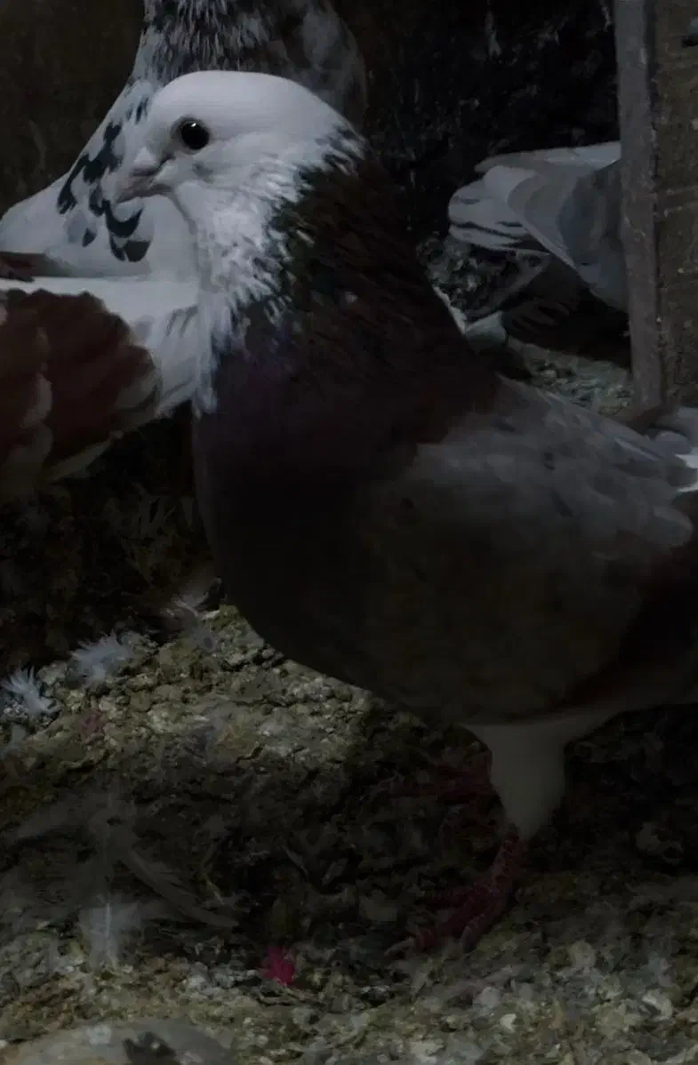 دو عدد کبوتر پرشی|پرنده|نقده, |دیوار