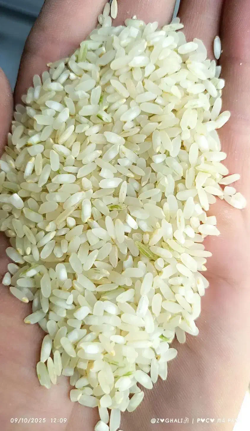 برنج کامفیروزی نو|خوردنی و آشامیدنی|مرودشت, بهارستان|دیوار