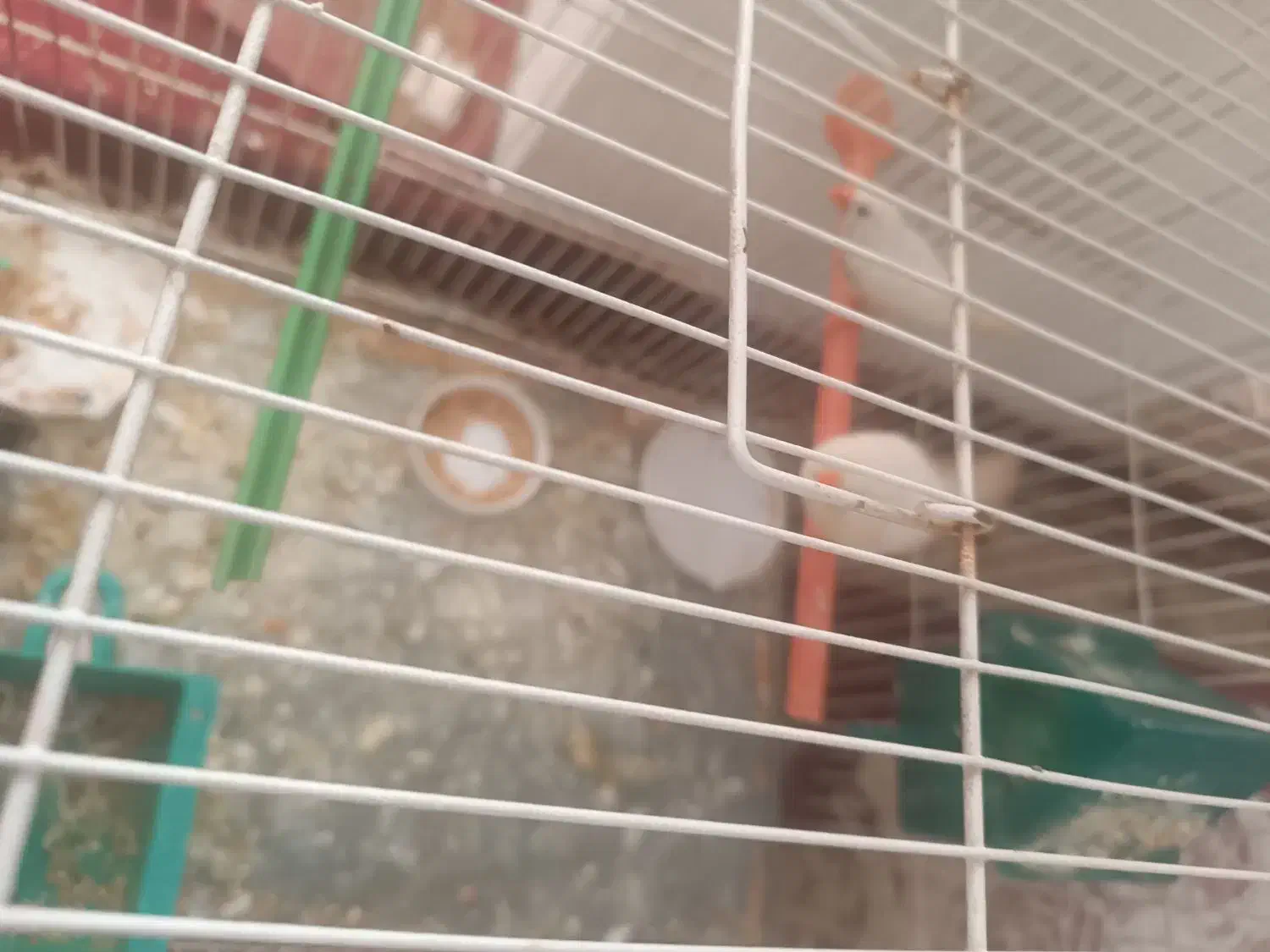 یک جفت فنچ با جوجه|پرنده|مشهد, شترک|دیوار