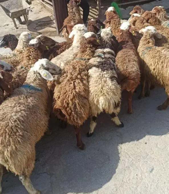 گوسفندبرابربانصف گوشت|حیوانات مزرعه|مشهد, آبکوه|دیوار