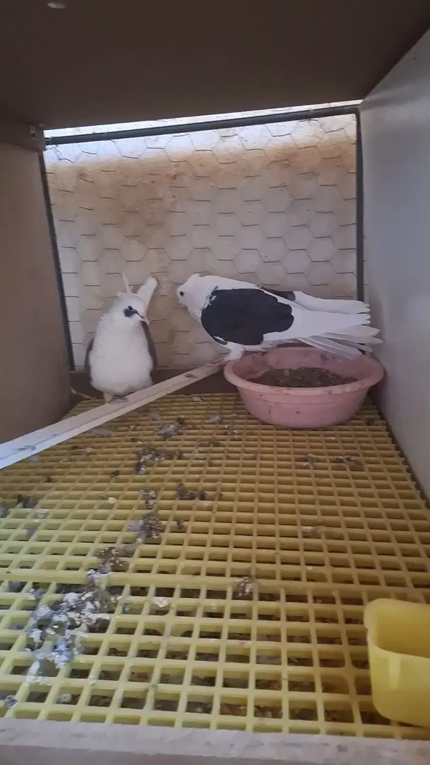 پشتدار|پرنده|قیدار, |دیوار