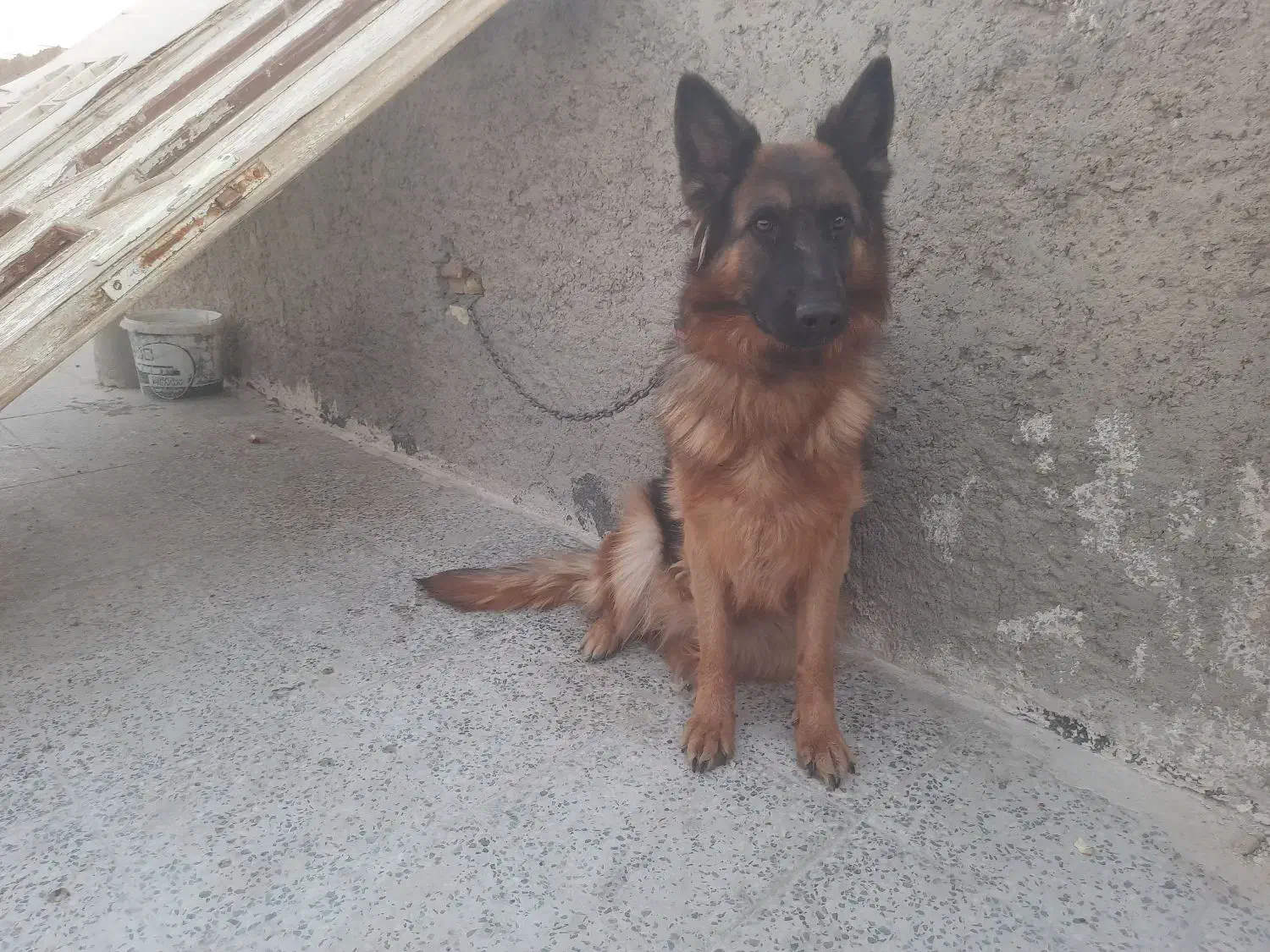 سگ شپر ماده ۲ ساله|سگ|پیر بکران, |دیوار