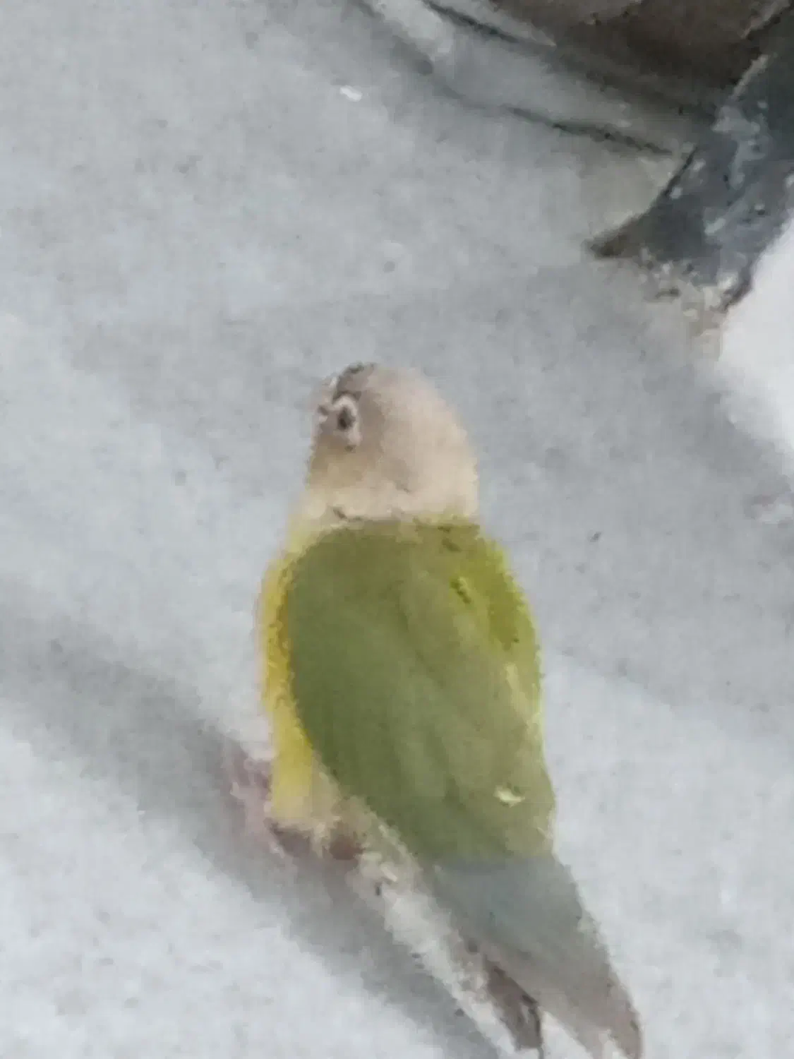 گمشده طوطی،گرینچیک|حیوانات|امیدیه, |دیوار