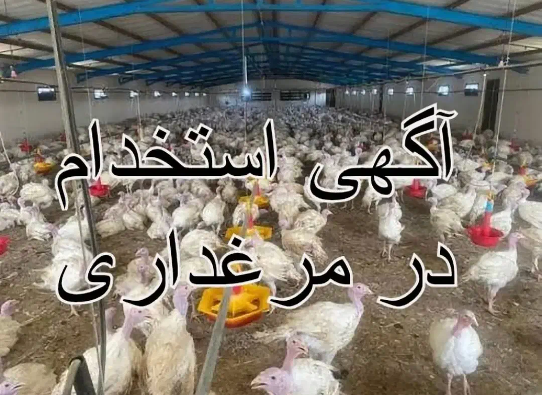 نیاز به کارگر در مزرعه پرورش بوقلمون|استخدام صنعتی، فنی، مهندسی|سلطانیه, |دیوار